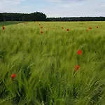 Schwalbennest Jetsch