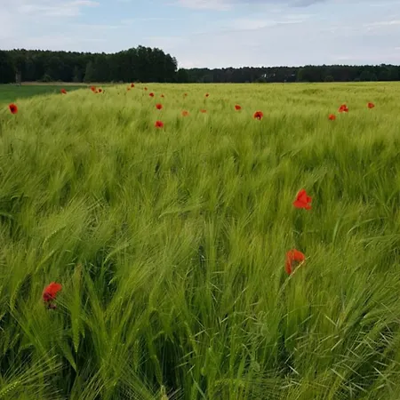 Schwalbennest Jetsch