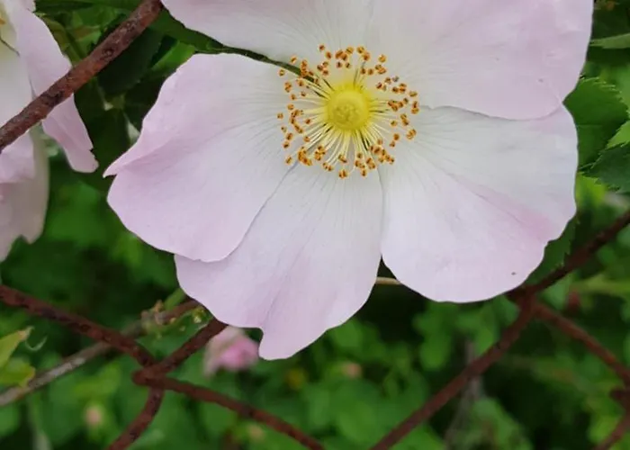 Schwalbennest Apartman Jetsch