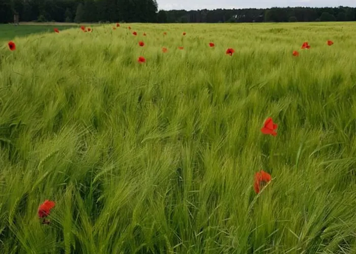 Schwalbennest Jetsch